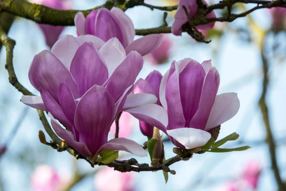 Betty Magnolia Live Plant – Fragrant Purple-Pink Blooms – 3-4 ft Tall - Image 1