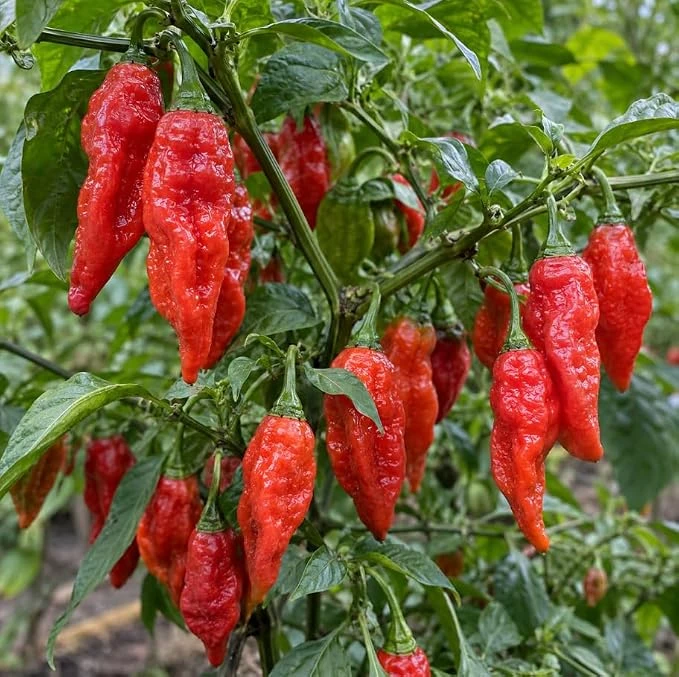 Bhut Jolokia Pepper Live Plant – Super Hot Chili Pepper – 4 Inch Pot - Image 1