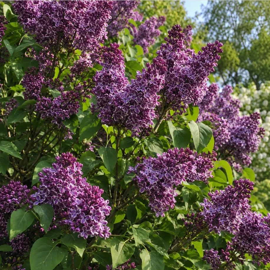 Bicolor Lilac Tree Live Plant – Purple Red Flowers – 9-12 inches Tall – Outdoor Shrub - Image 1