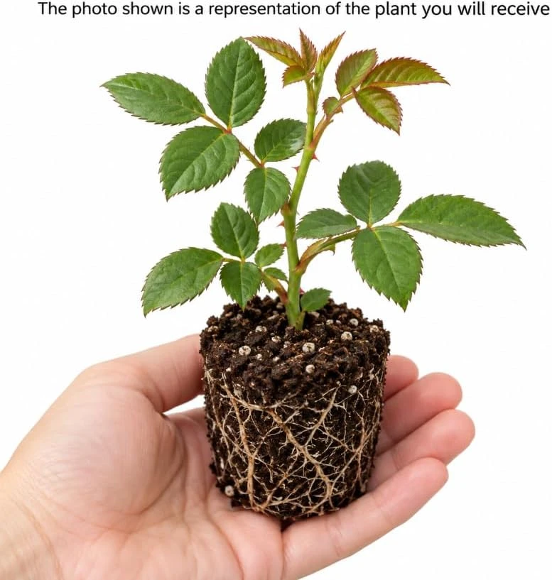 Bicolor Rose Live Plant - Yellow & Dark Red Fragrant Bush, 4-8 Inches Tall, Outdoor - Image 3