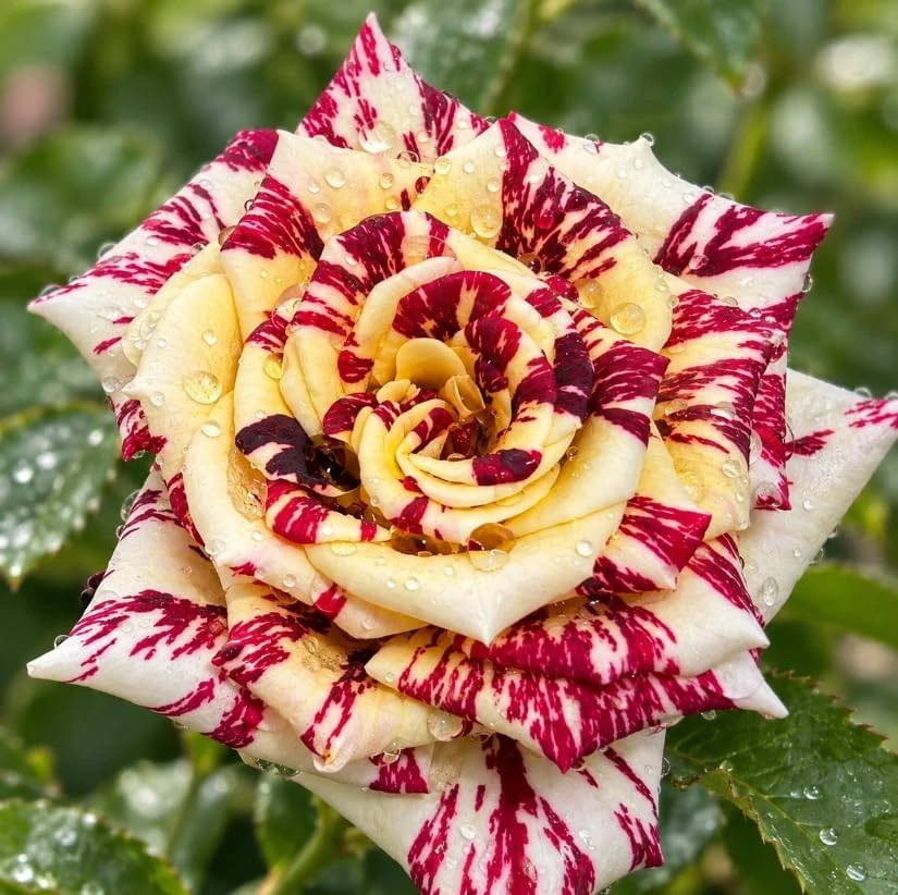 Bicolor Rose Live Plant - Yellow & Dark Red Fragrant Bush, 4-8 Inches Tall, Outdoor - Image 6