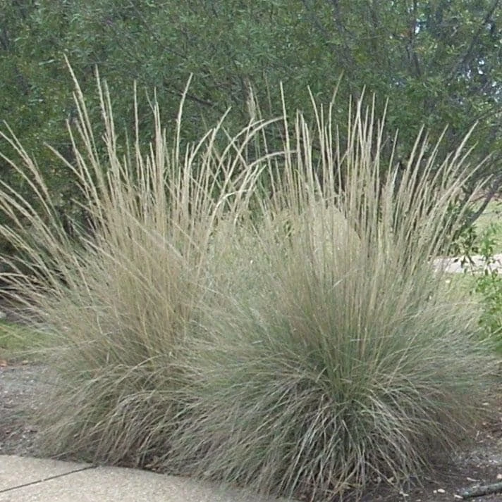 Big Muhly Grass Live Plant - Muhlenbergia lindheimeri - 1 Gallon Pot - Outdoor, Full Sun, Deer Resistant - Image 1