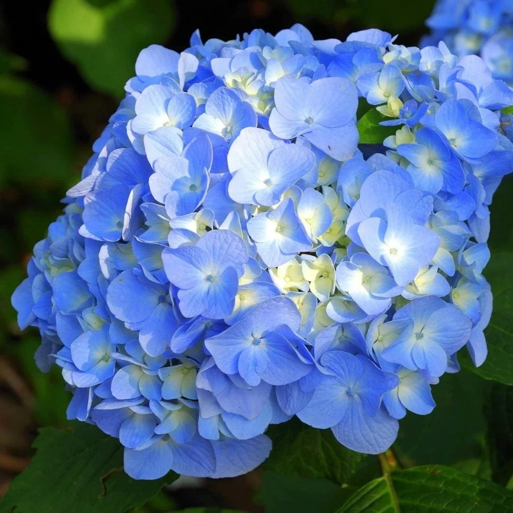 Bigleaf Hydrangea Live Plant - Unique Spiky Lacecap Flowers - Zone 5-9 Shrub - Image 1