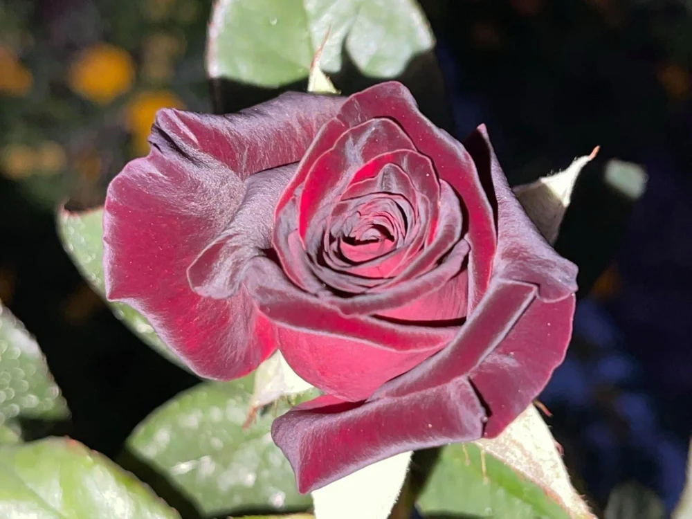 Black Baccara Rose 5 Unrooted Cuttings - Outdoor Flower Plant - Image 1