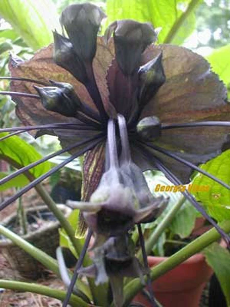 Black Batplant Seeds - Tacca chantrieri - 10 Seeds - Tropical Plant - Image 1