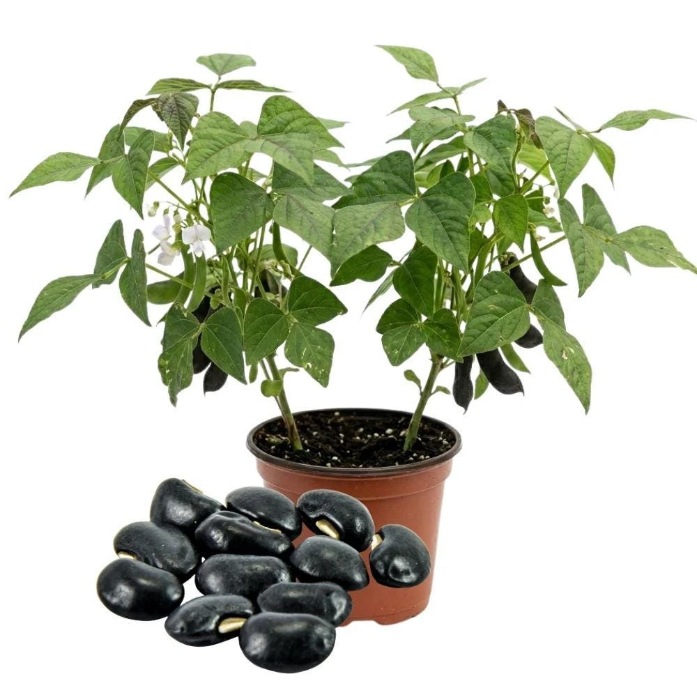Black Beans Live Plant, 2 Plants Per Pot, 4 Inch Tall Outdoor Growing Plant, Beans for Garden or Containers - Image 1