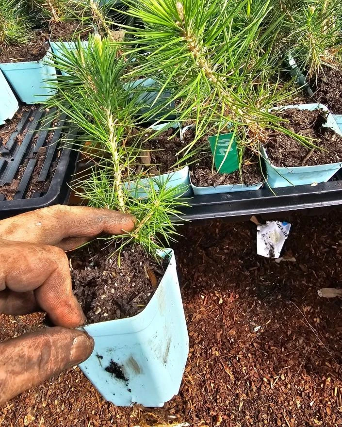Black Bonsai Pine Tree - Live Mini Conifer Plant - 3 inch Pot - Evergreen Ornamental - Image 2