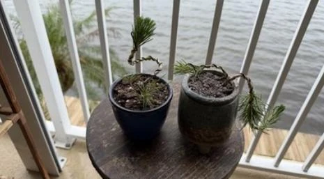 Black Bonsai Pine Tree - Live Mini Conifer Plant - 3 inch Pot - Evergreen Ornamental - Image 3