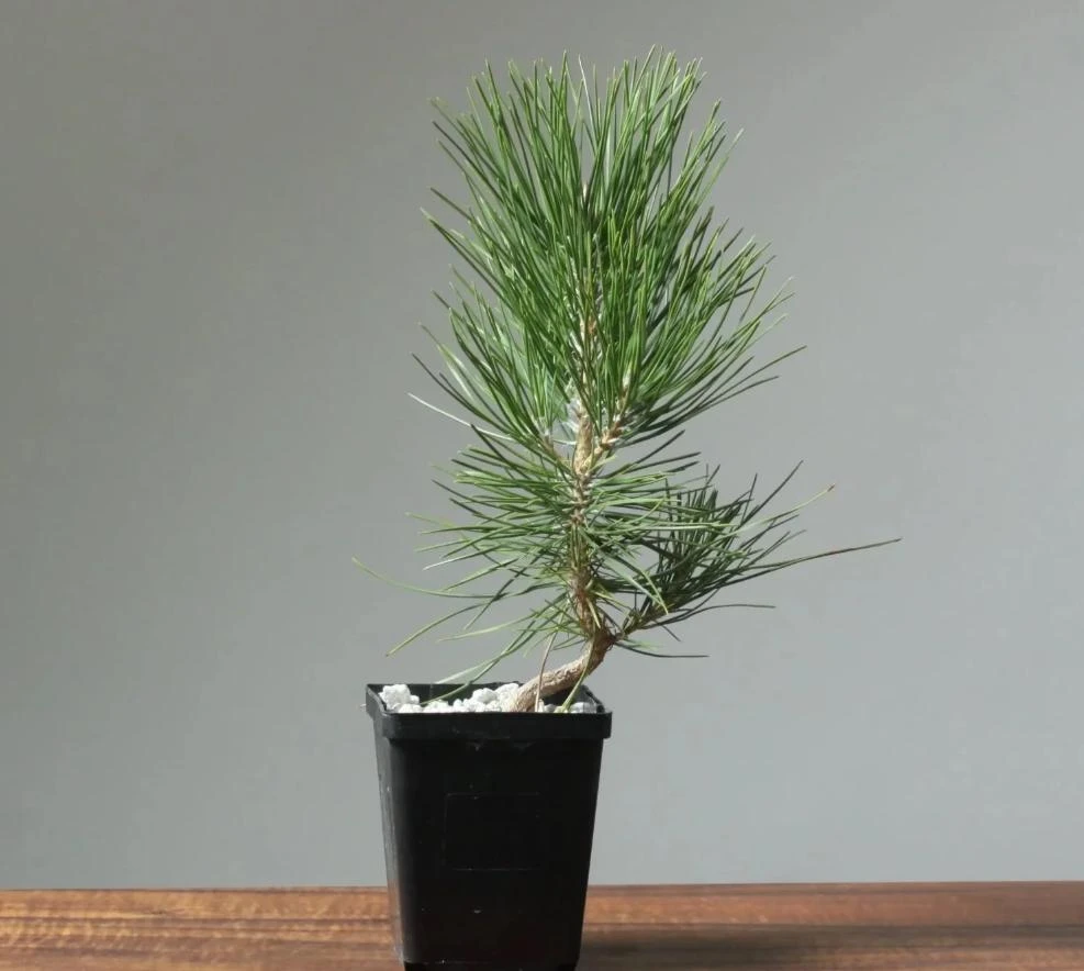 Black Bonsai Pine Tree - Live Mini Conifer Plant - 3 inch Pot - Evergreen Ornamental - Image 1