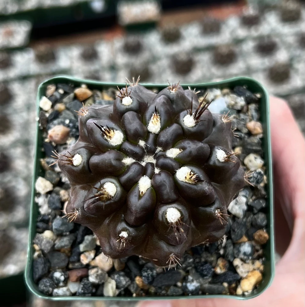 Black Cactus Neochilenia Huascensis Live Plant โ Rare Succulent in 4" Pot - Image 2