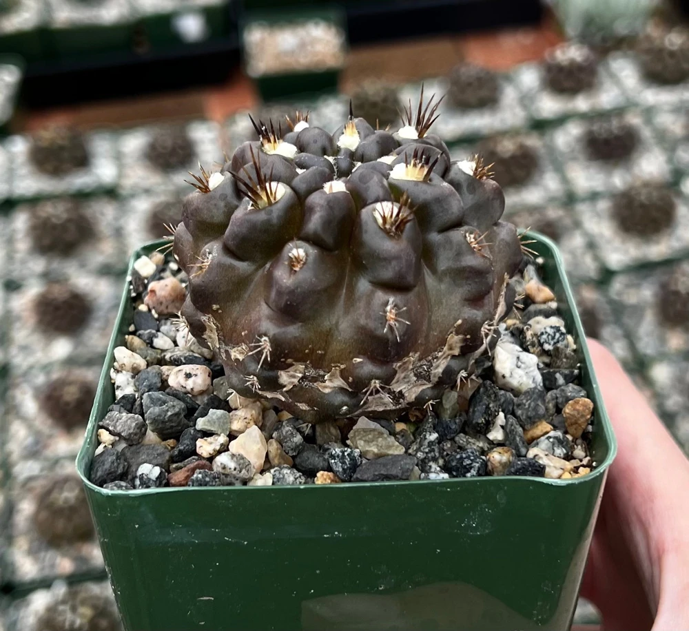 Black Cactus Neochilenia Huascensis Live Plant โ Rare Succulent in 4" Pot - Image 3