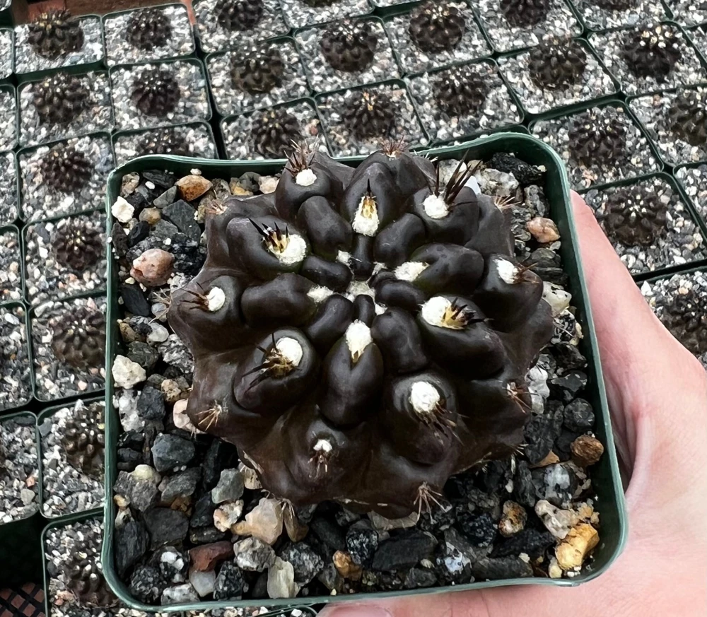 Black Cactus Neochilenia Huascensis Live Plant – Rare Succulent in 4" Pot - Image 1