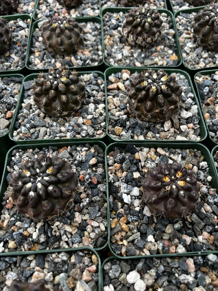Black Cactus Neochilenia Huascensis Live Plant โ Rare Succulent in 4" Pot - Image 4