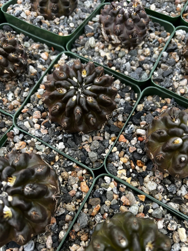 Black Cactus Neochilenia Huascensis Live Plant โ Rare Succulent in 4" Pot - Image 5