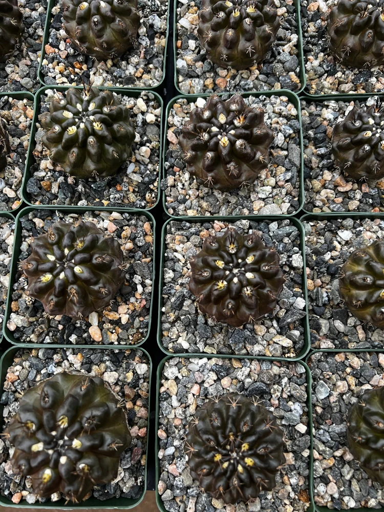Black Cactus Neochilenia Huascensis Live Plant โ Rare Succulent in 4" Pot - Image 6