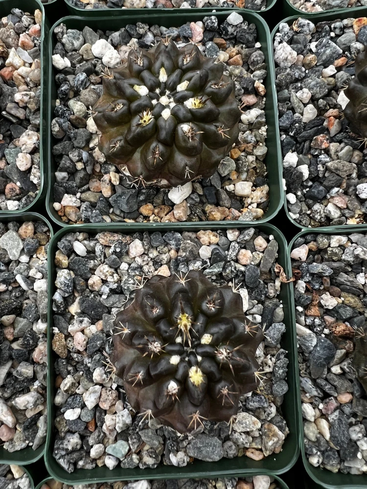 Black Cactus Neochilenia Huascensis Live Plant โ Rare Succulent in 4" Pot - Image 7