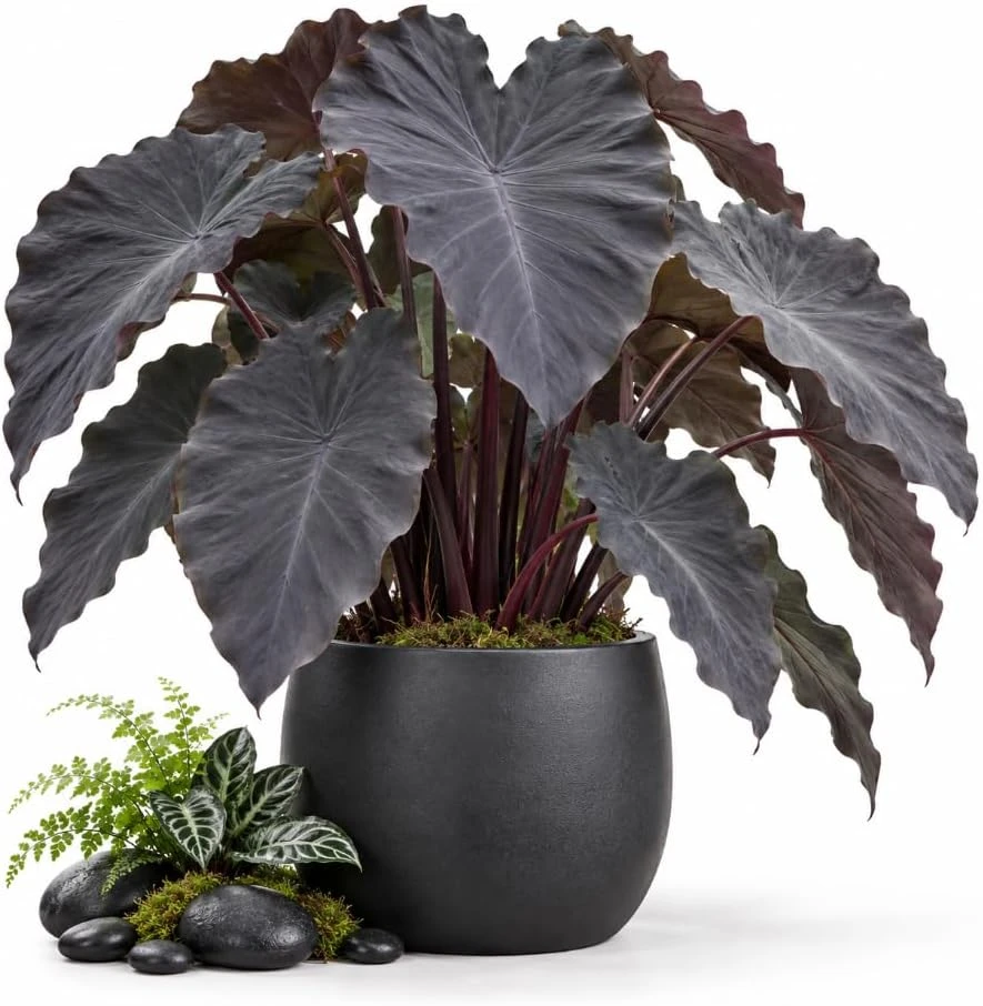 Black Colocasia Live Plant - 4-6 Inch Elephant Ear Tropical Foliage Houseplant - Image 1