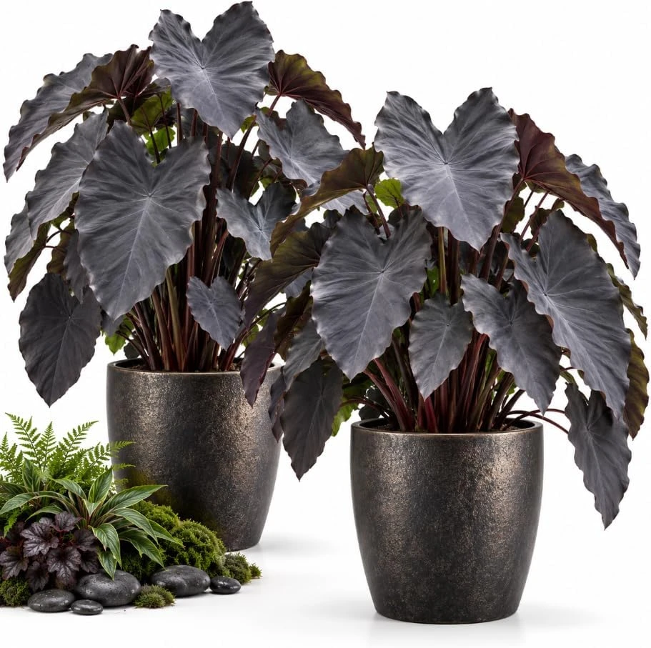 Black Colocasia Live Plants, Set of 2, Elephant Ear, Tropical Indoor Outdoor, 4-6 Inch Tall - Image 1