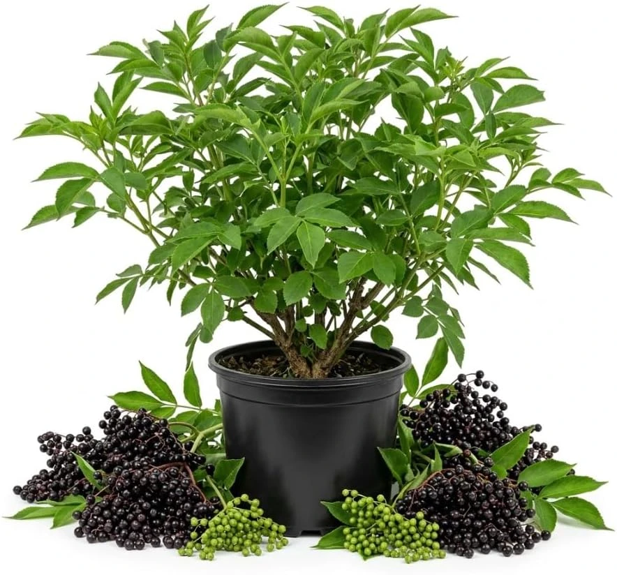 Black Elderberry Tree Live Plant 1-2 Ft Tall - Hardy Sambucus Berry Bush - Image 1