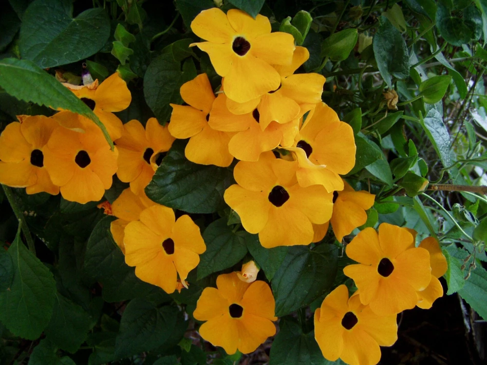 Black Eyed Susan Vine Seeds - Thunbergia alata - Yellow Flowering 10 Seeds - Image 2