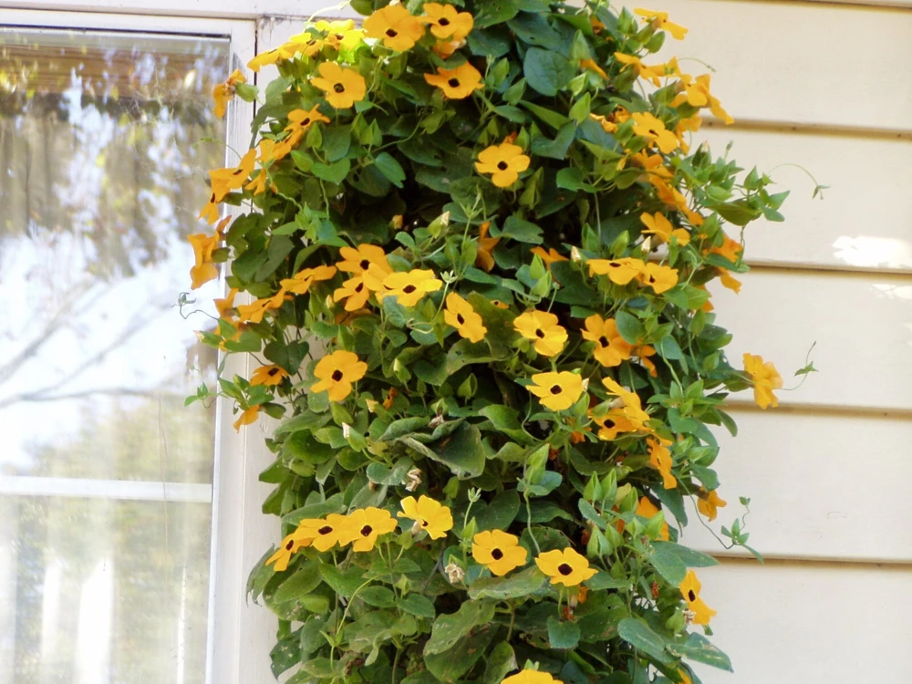Black Eyed Susan Vine Seeds - Thunbergia alata - Yellow Flowering 10 Seeds - Image 3