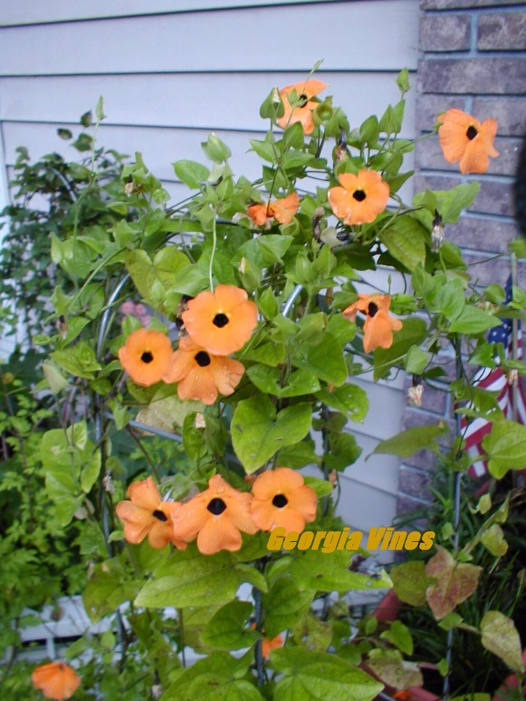 Black Eyed Susan Vine Seeds - Thunbergia alata - Yellow Flowering 10 Seeds - Image 4