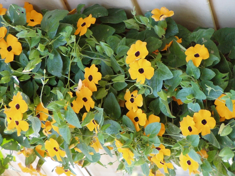 Black Eyed Susan Vine Seeds - Thunbergia alata - Yellow Flowering 10 Seeds - Image 5