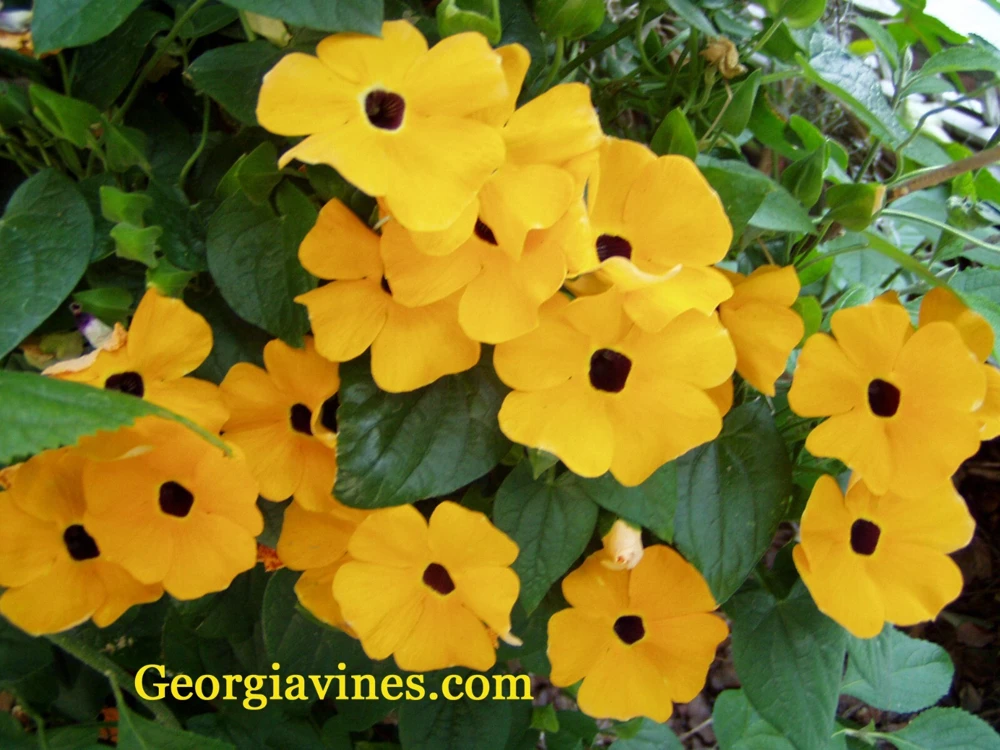 Black Eyed Susan Vine Seeds - Thunbergia alata - Yellow Flowering 10 Seeds - Image 1