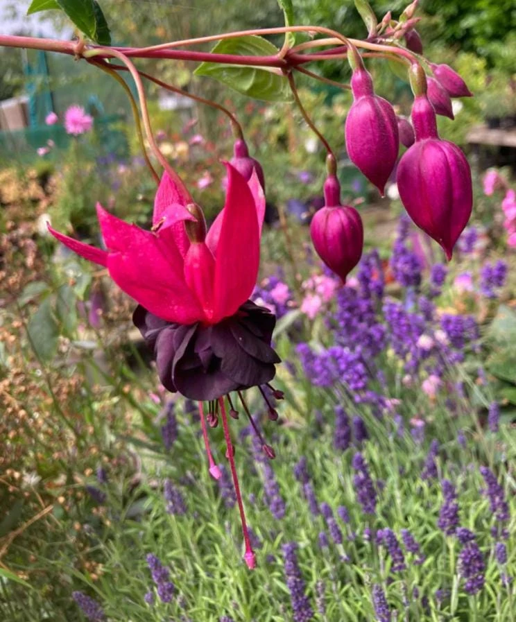 Black Fuchsia Live Plant – 5" Pot – 10-14" Tall – Red & Deep Purple Blooms – Semi-Shade Shrub - Image 1