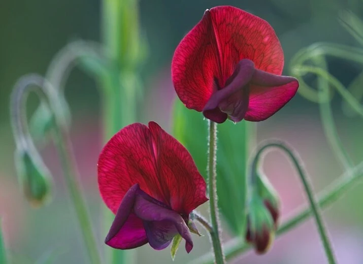 Black Knight Sweet Pea Seeds - Lathyrus odoratus - 10 Perennial Seeds - Image 1