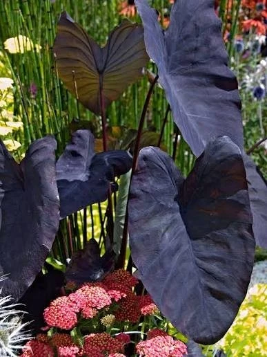 Black Magic Colocasia Live Plant 7-10" in 4" Pot – Elephant Ear – Indoor & Outdoor - Image 1