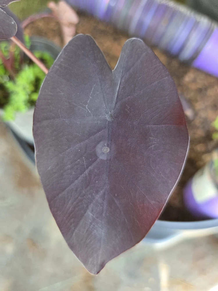 Black Magic Colocasia Live Plant – Elephant Ear – 7-10 inch – 4 inch Pot – Indoor/Outdoor - Image 2