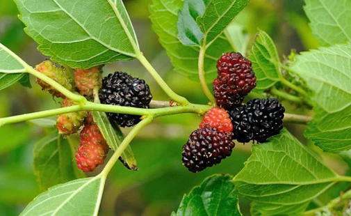 Black Mulberry Tree Seeds - Morus Nigra - 10 Seeds - Grow Your Own Fruit Tree - Image 1