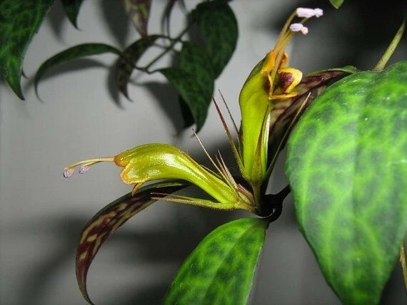 Black Pagoda Aeschynanthus longicaulis Live Plant – Zebra Vine Lipstick Plant – Flowering Houseplant - Image 1