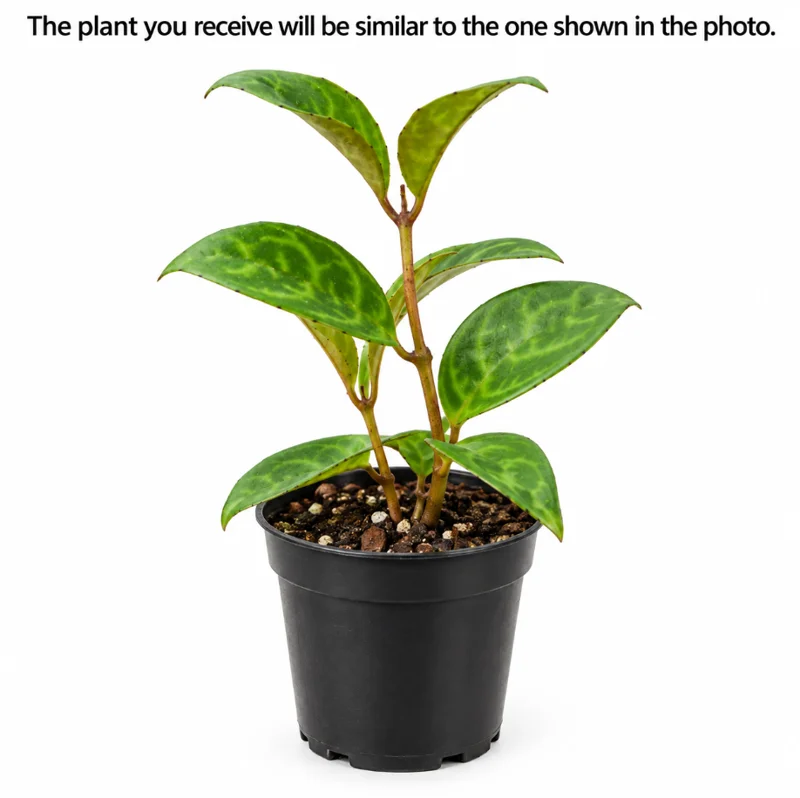 Black Pagoda Lipstick Plant in a 4 Inch Pot, Zebra Vine Tree for Home Garden Planting - Image 3
