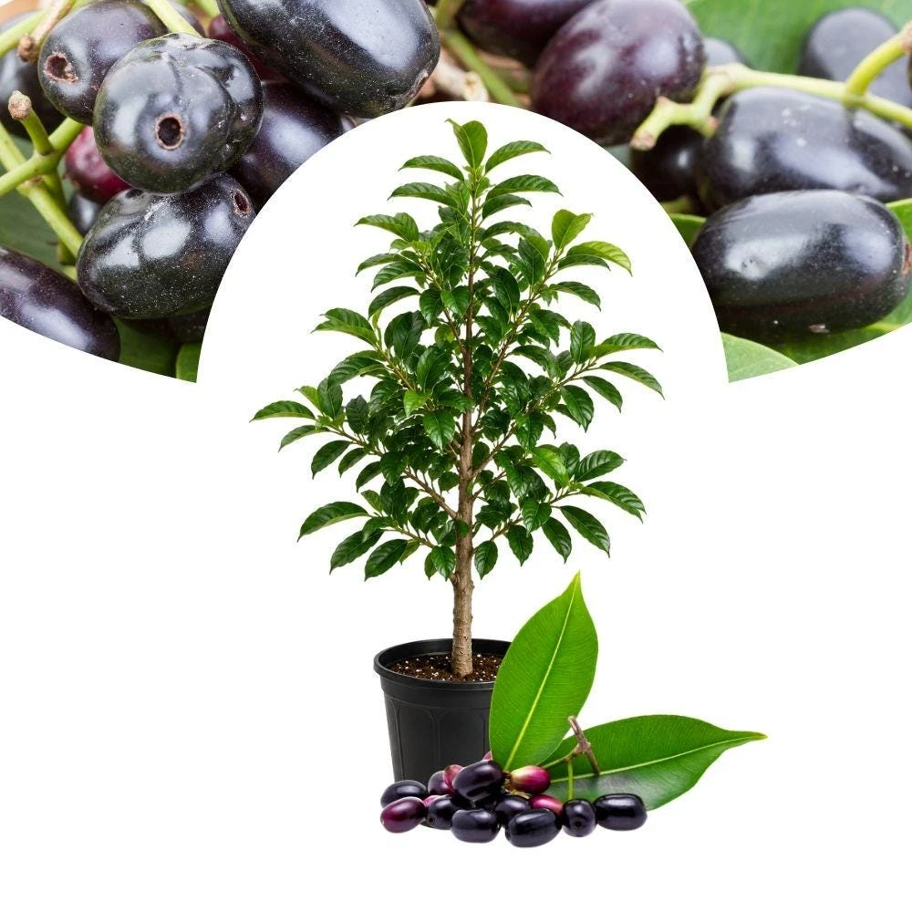 Black Plum Tree Live Plant - 2.5 ft Tall, 1 Gallon Pot, Jamun Fruit Shrub - Image 1