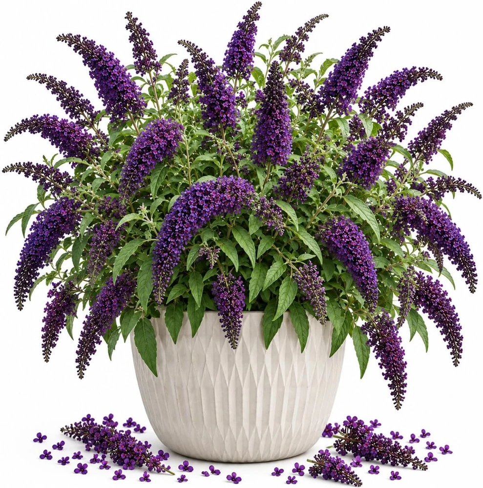 Black Purple Buddleia Live Plant, 4-7 Inches Tall, Butterfly Bush Flowering Shrub with Dark Purple Blooms, Green Foliage for Outdoor Gardens and Flower Beds - Image 1