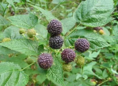 Black Raspberry Seeds - Rubus leucodermis - 10 Pack - Fruit Seeds for Garden - Image 2