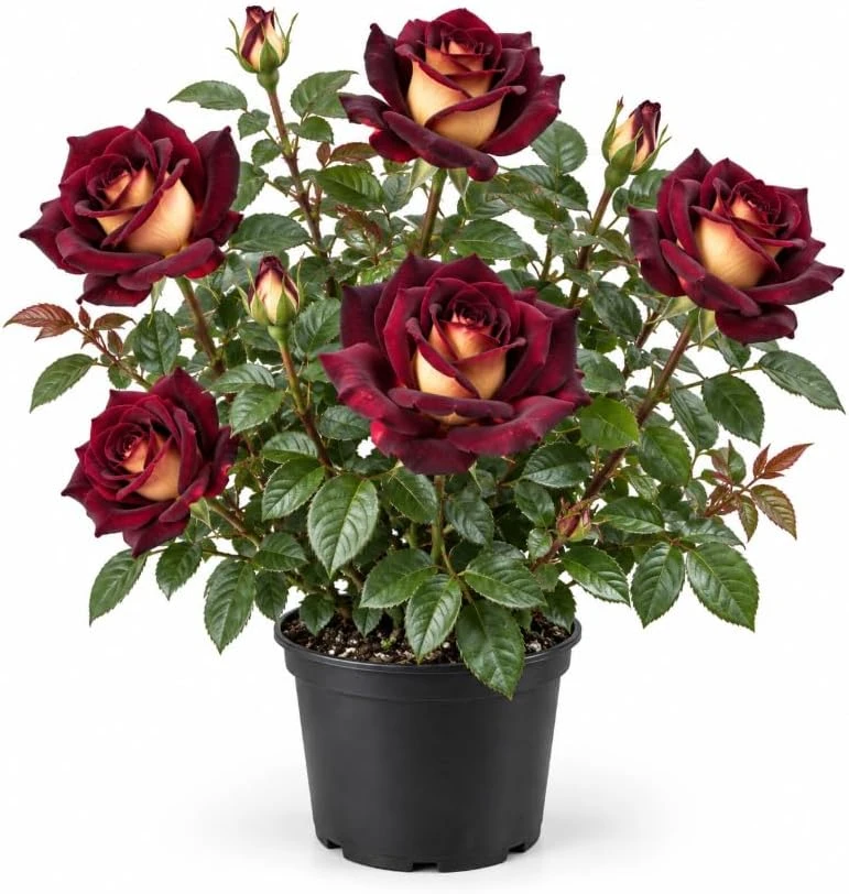 Black Red Climbing Rose Live Plant – 4-7 Inches Tall – Fragrant Flowers for Arbors - Image 1