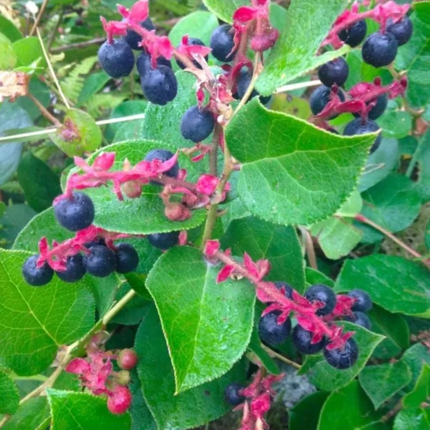 Black Salal Berry Live Plant – 4" Pot – Evergreen Shrub – Edible Berries – Outdoor - Image 1