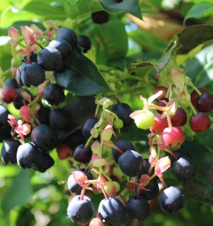 Black Salal Berry Live Plant – Evergreen Shrub – 3-Pack 4-inch Pots - Image 2