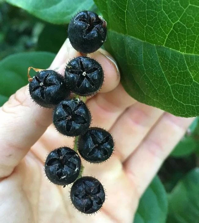 Black Salal Berry Live Plant – Evergreen Shrub – 3-Pack 4-inch Pots - Image 3