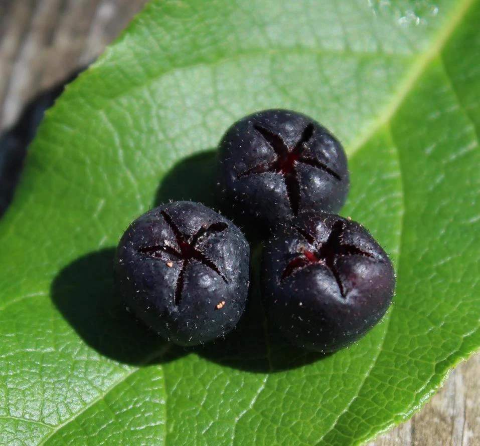 Black Salal Berry Live Plant – Evergreen Shrub – 3-Pack 4-inch Pots - Image 4