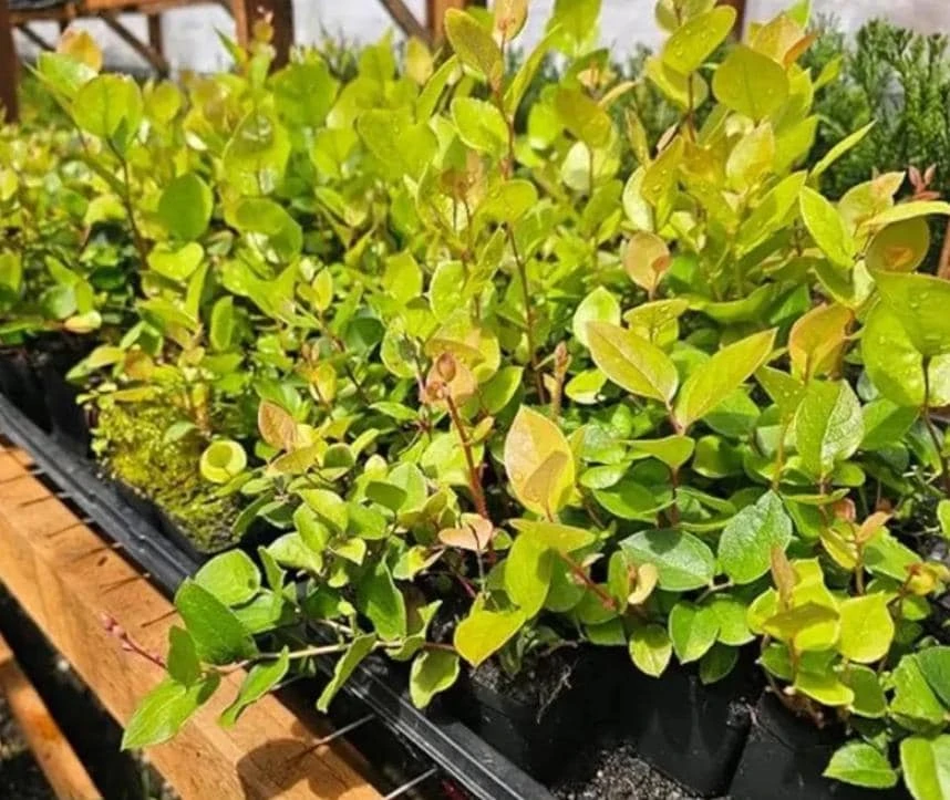 Black Salal Berry Live Plant – Evergreen Shrub – 3-Pack 4-inch Pots - Image 5