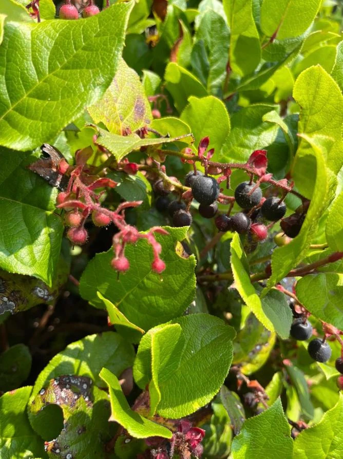 Black Salal Berry Live Plant – Evergreen Shrub – 3-Pack 4-inch Pots - Image 1