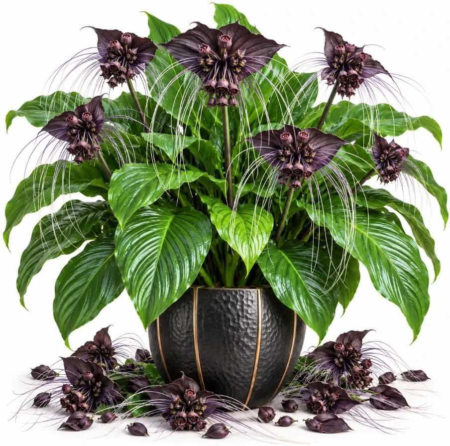 Black Tacca Live Plant – 4-8 Inch Bat Flower – Tropical Potted Houseplant - Image 1