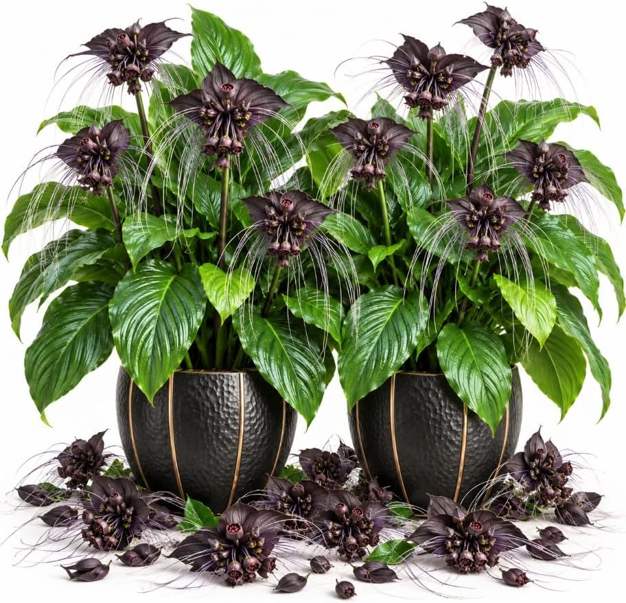 Black Tacca Plant Live - Bat Flower Houseplant, 2 Pack, 4-6 Inch Tall, Tropical Indoor - Image 1