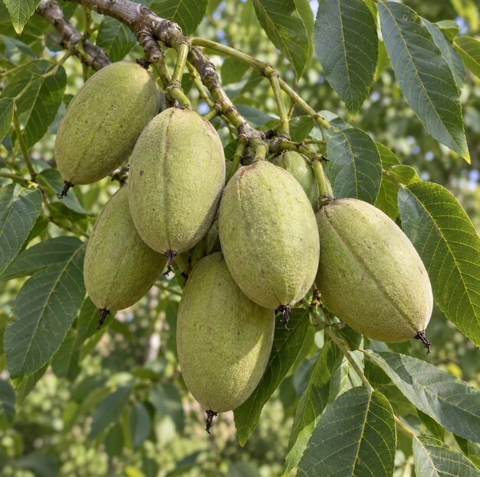 Black Walnut Tree Live Plant – Nut-Bearing, 12-20 Inches Tall, Outdoor - Image 4