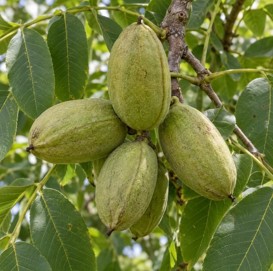 Black Walnut Tree Live Plant – Nut-Bearing, 12-20 Inches Tall, Outdoor - Image 5