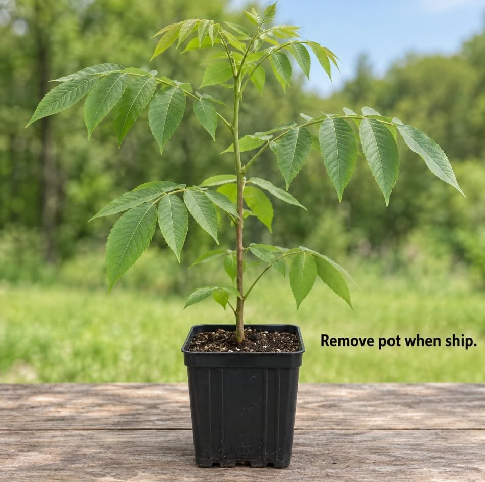 Black Walnut Tree Live Plant – Nut-Bearing, 12-20 Inches Tall, Outdoor - Image 6